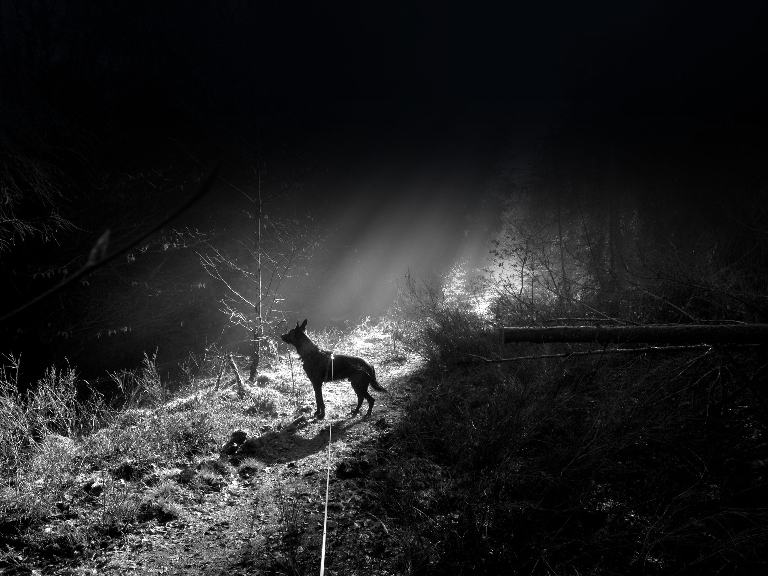 School of Dog | Jens Jenschke