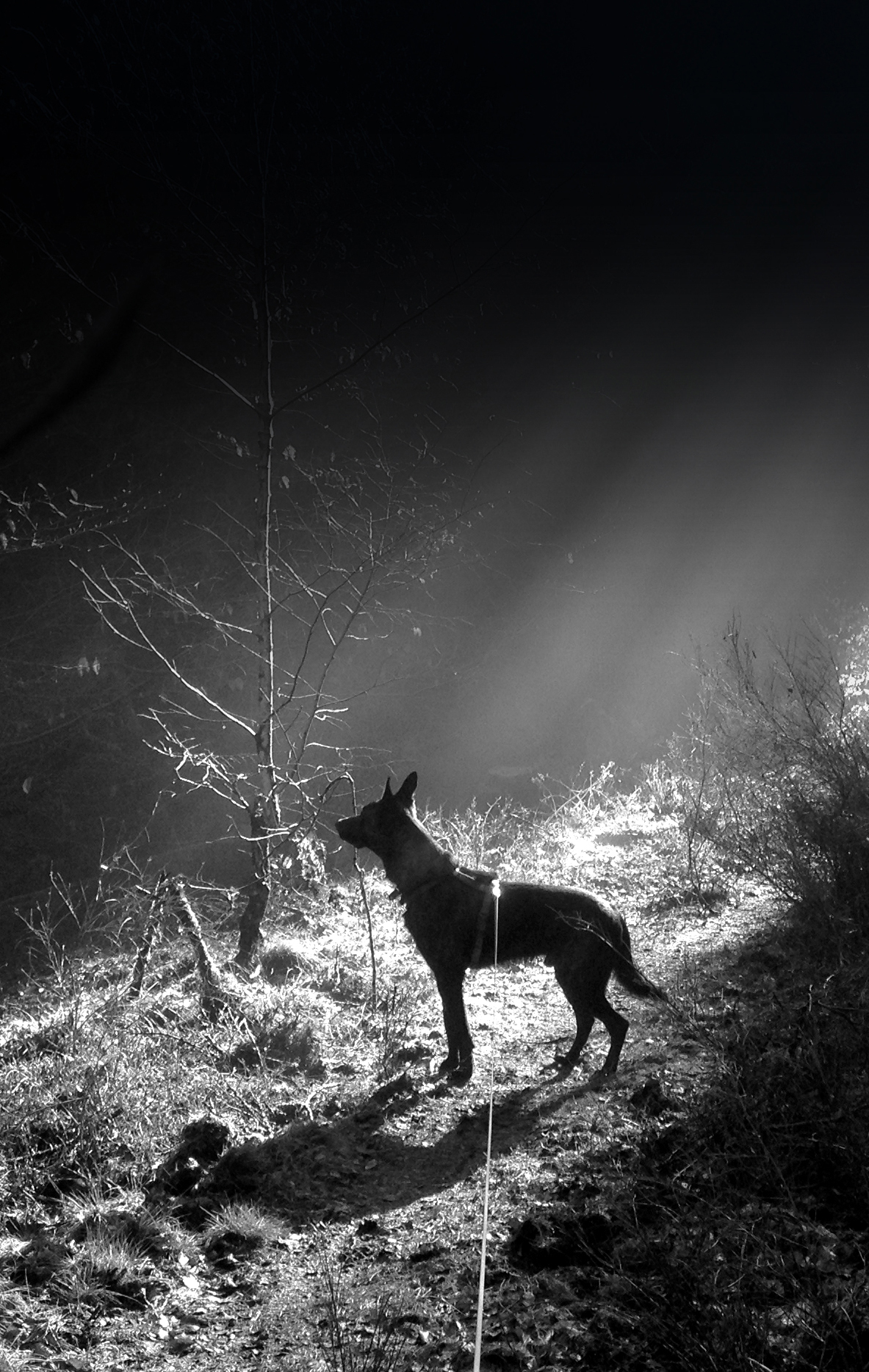 School of Dog | Jens Jenschke